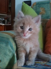 Tigre a 1 mese e mezzo.